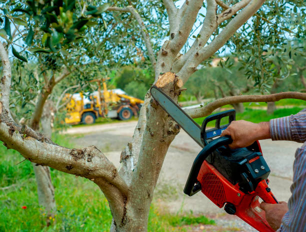 Best Tree Removal Cost  in Woodcrest, CA